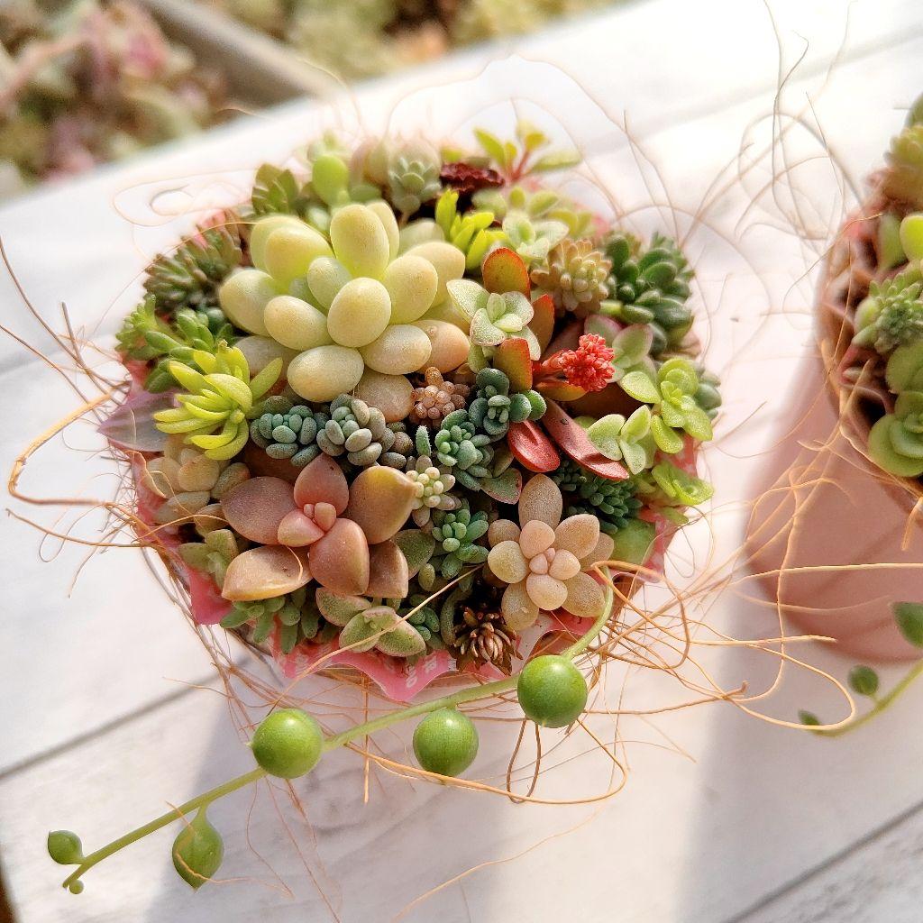 newそのまま飾れる カップちまちま寄せ植え 多肉植物 S6 いずれか1