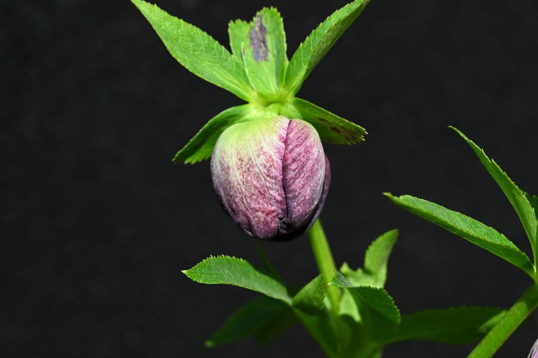 クリスマスローズ 認定！グロッシーカラー グロスディープ紅白交配