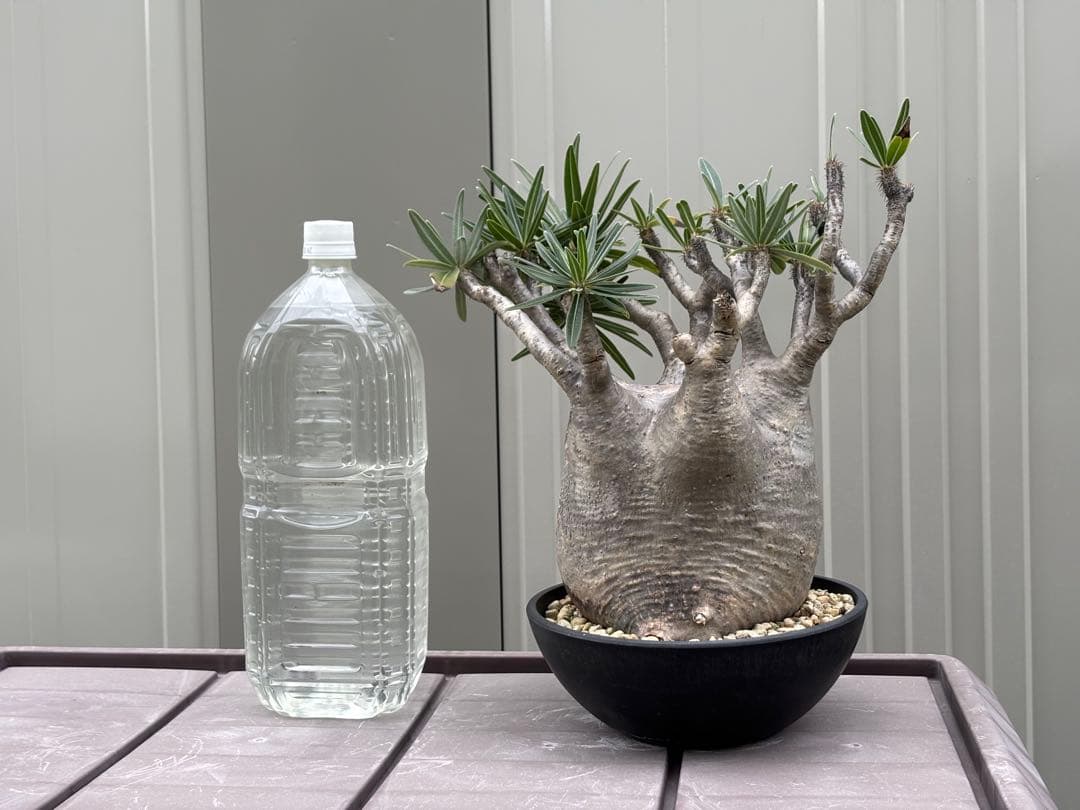 パキポディウムグラキリス　大型 塊根植物 黒鉢付き