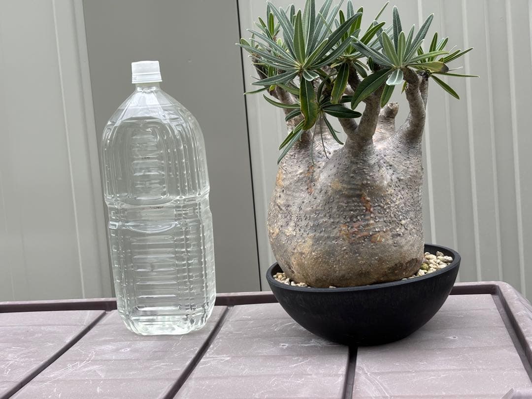 パキポディウムグラキリス　大型 塊根植物 黒鉢付き