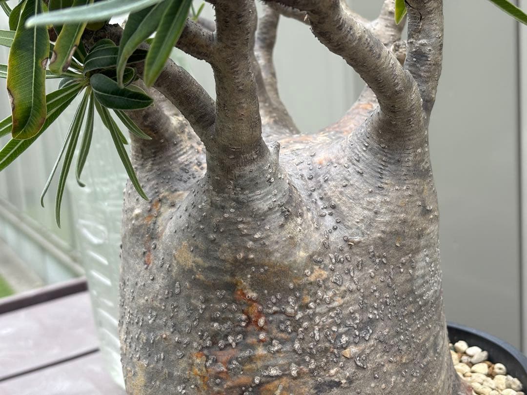 パキポディウムグラキリス　大型 塊根植物 黒鉢付き