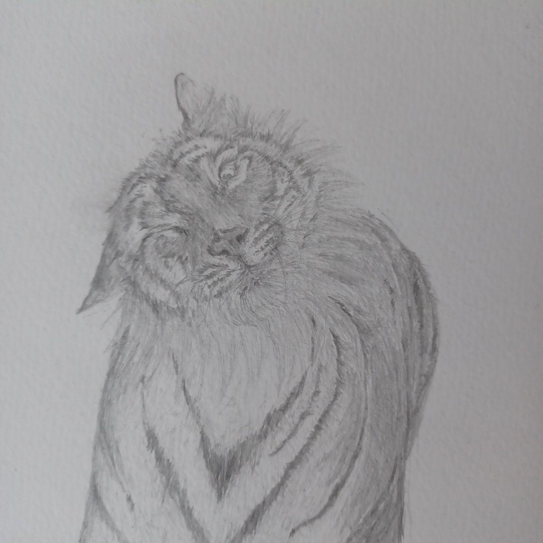 リアルな虎の鉛筆画 A4サイズ - メルカリ