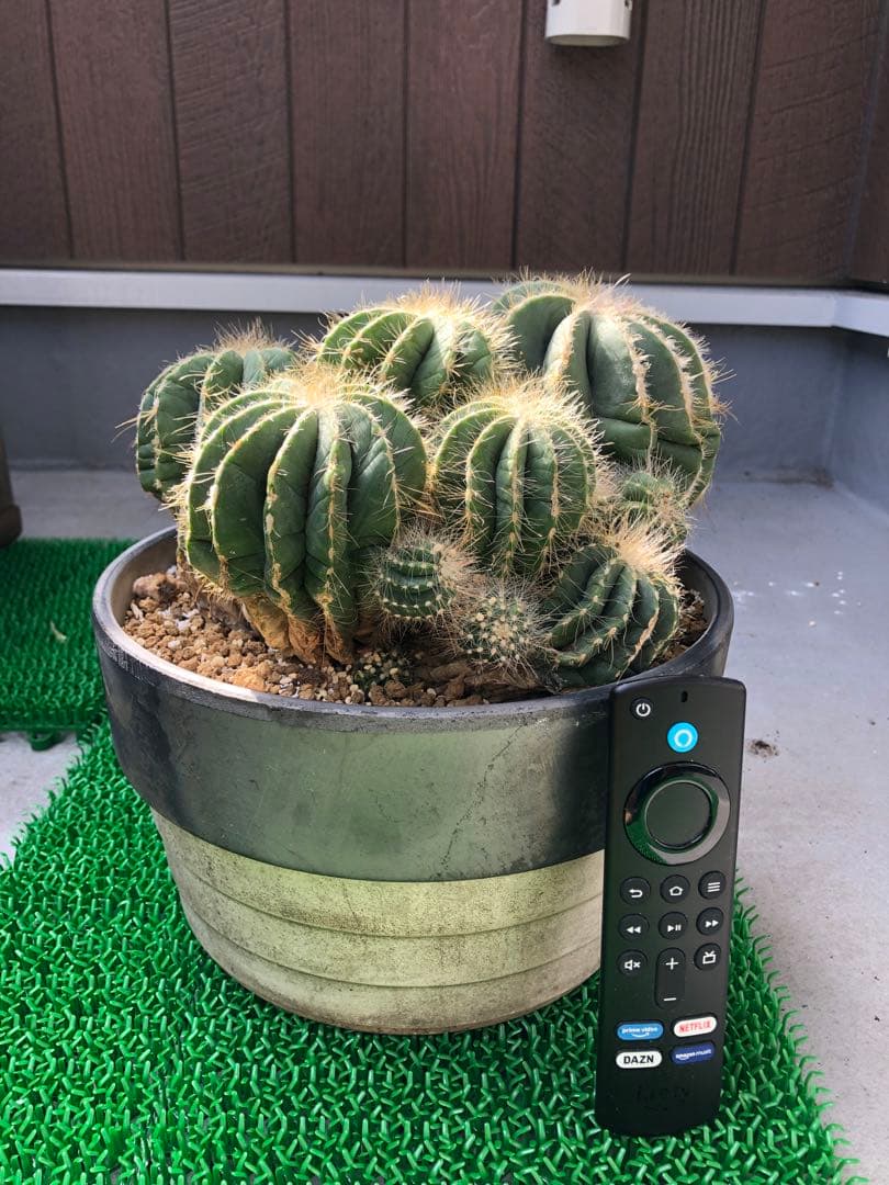 サボテン 英冠姫群生