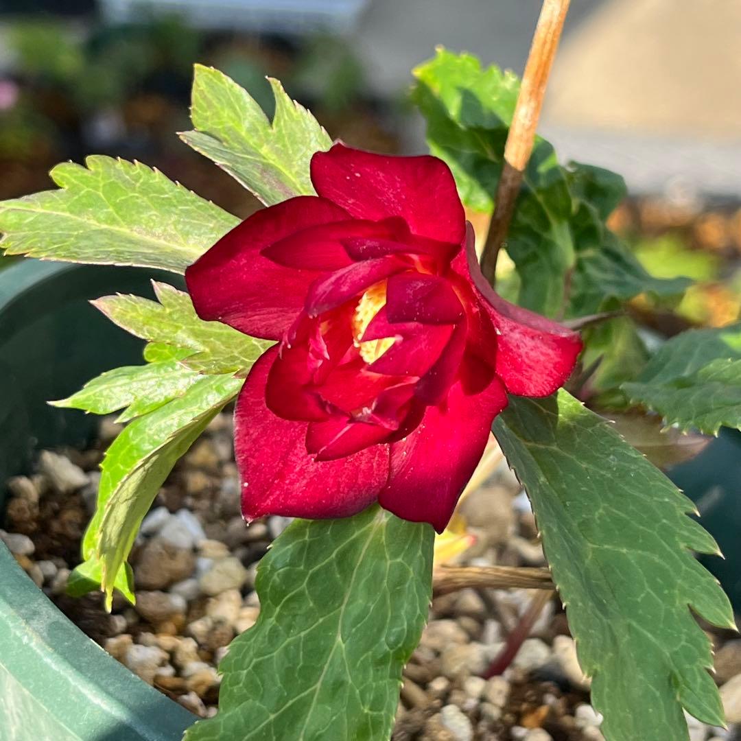 まらぎ ポット発送☘️ラスト☘️❤️セール❤️3154【❤️極上カラー❤️ミスティーク