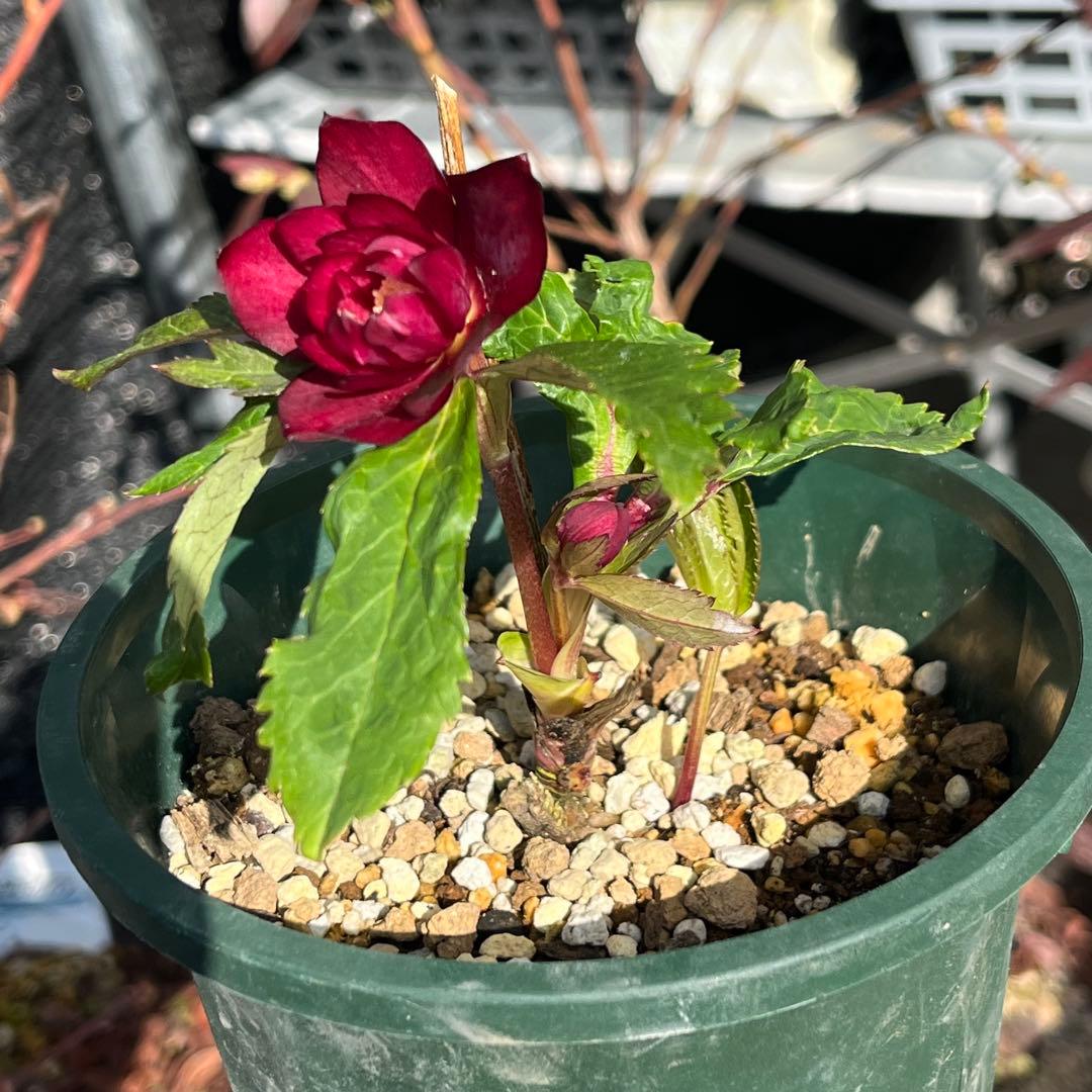 まらぎ ポット発送☘️ラスト☘️❤️セール❤️3154【❤️極上カラー❤️ミスティーク