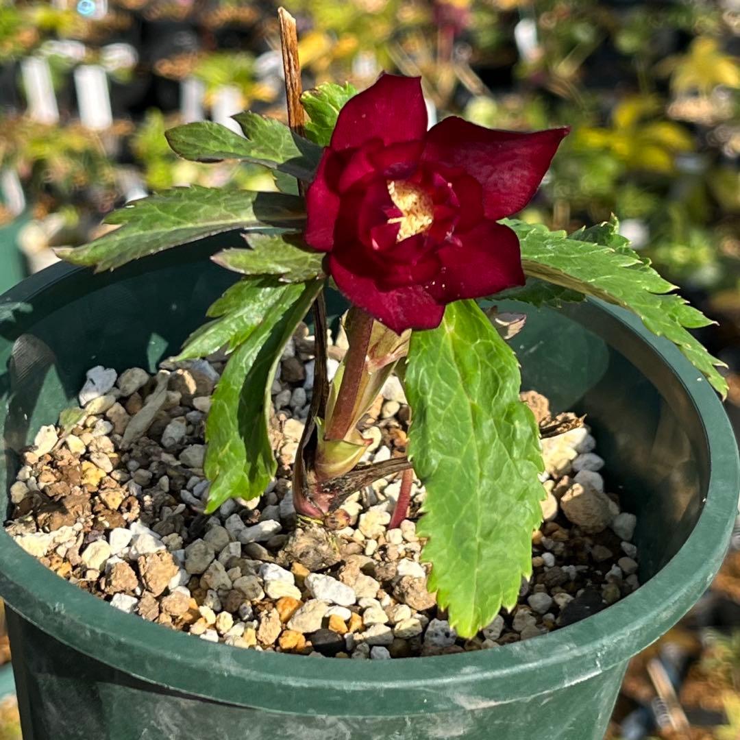 まらぎ ポット発送☘️ラスト☘️❤️セール❤️3154【❤️極上カラー❤️ミスティーク