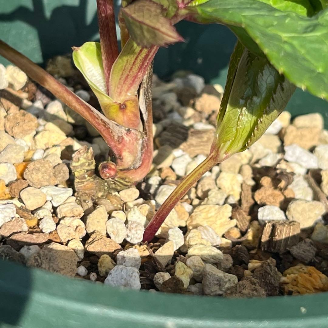 まらぎ ポット発送☘️ラスト☘️❤️セール❤️3154【❤️極上カラー❤️ミスティーク