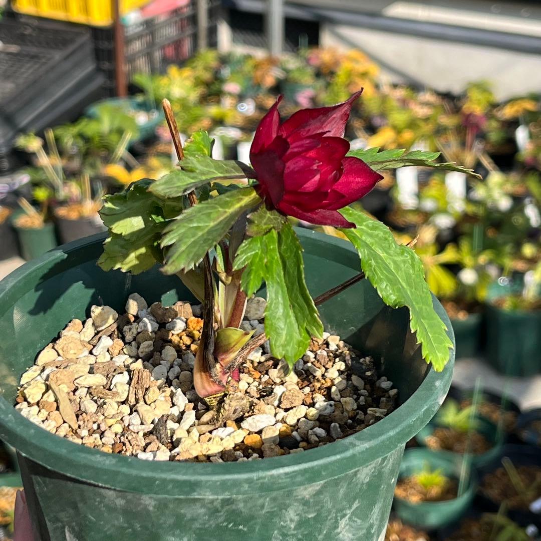 まらぎ ポット発送☘️ラスト☘️❤️セール❤️3154【❤️極上カラー❤️ミスティーク