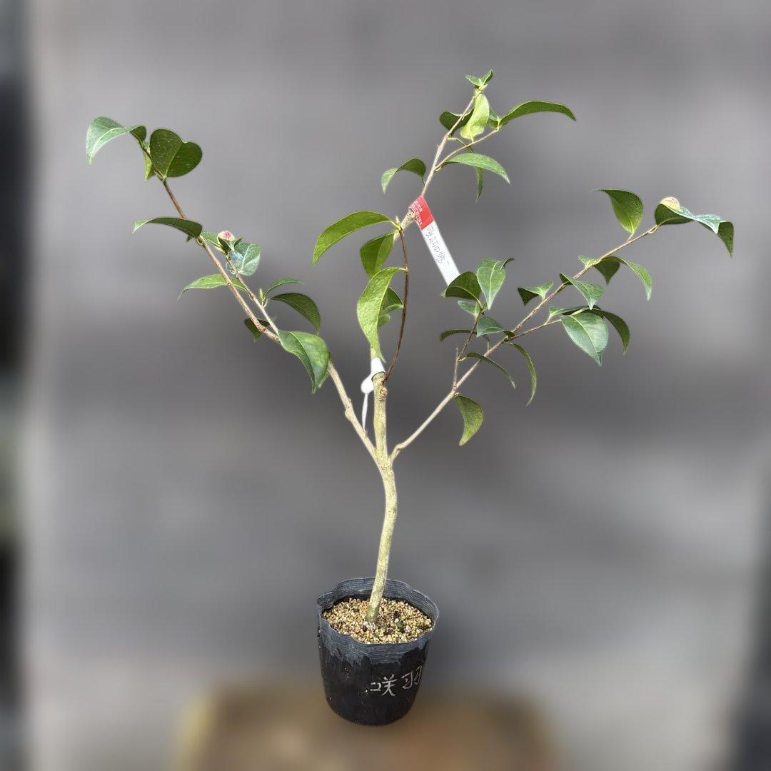 あ美　大社紫　此の糸　咲羽の誉3点セット