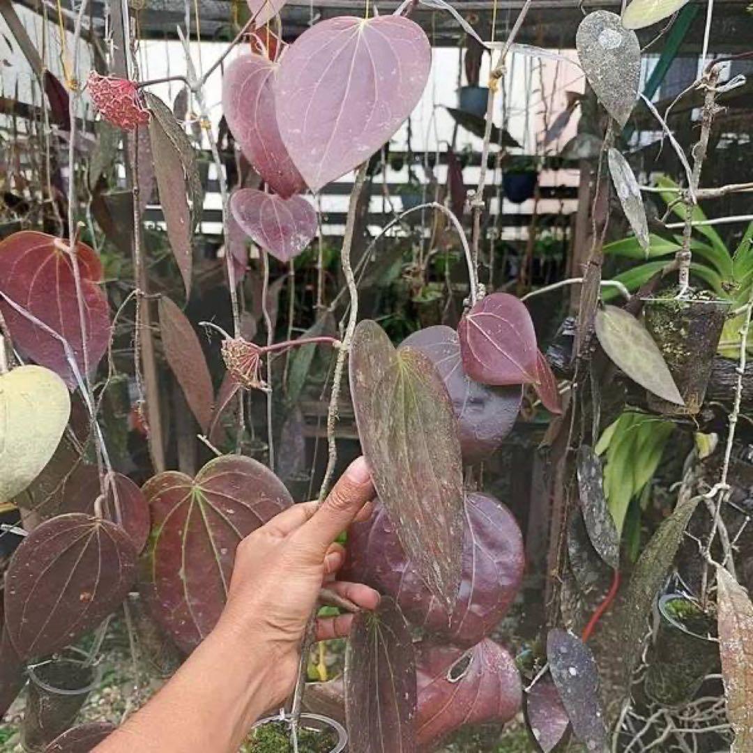 原種 ホヤ グラブラ サクララン 鉢花 吊鉢 怪奇植物 パルダリウム 熱帯