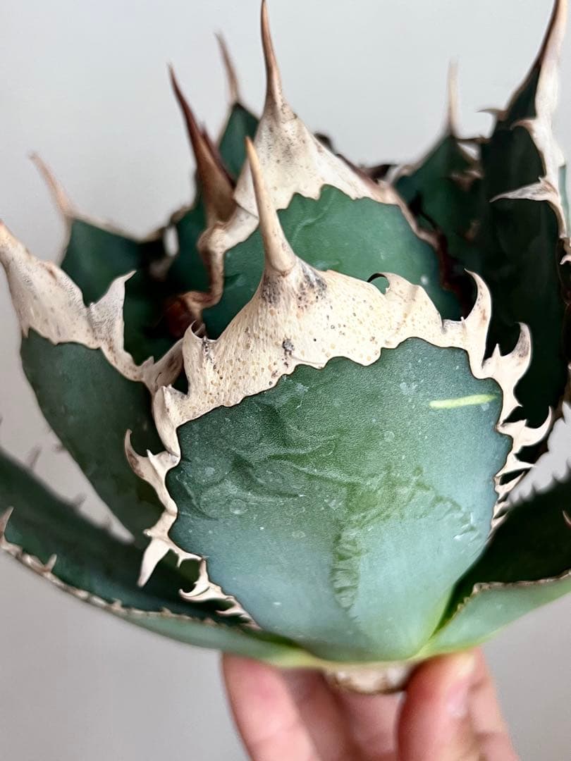 オアハカ オテロイ アガベ 現地球 agave oteroi