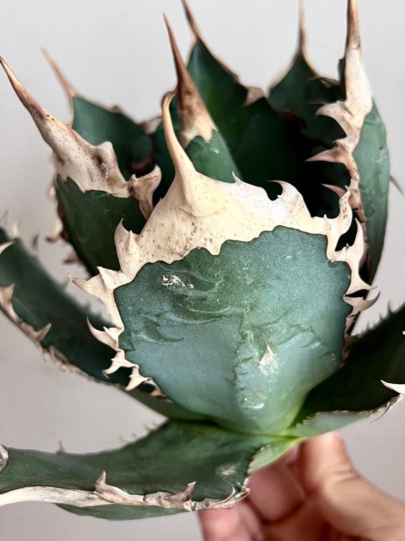 オアハカ オテロイ アガベ 現地球 agave oteroi