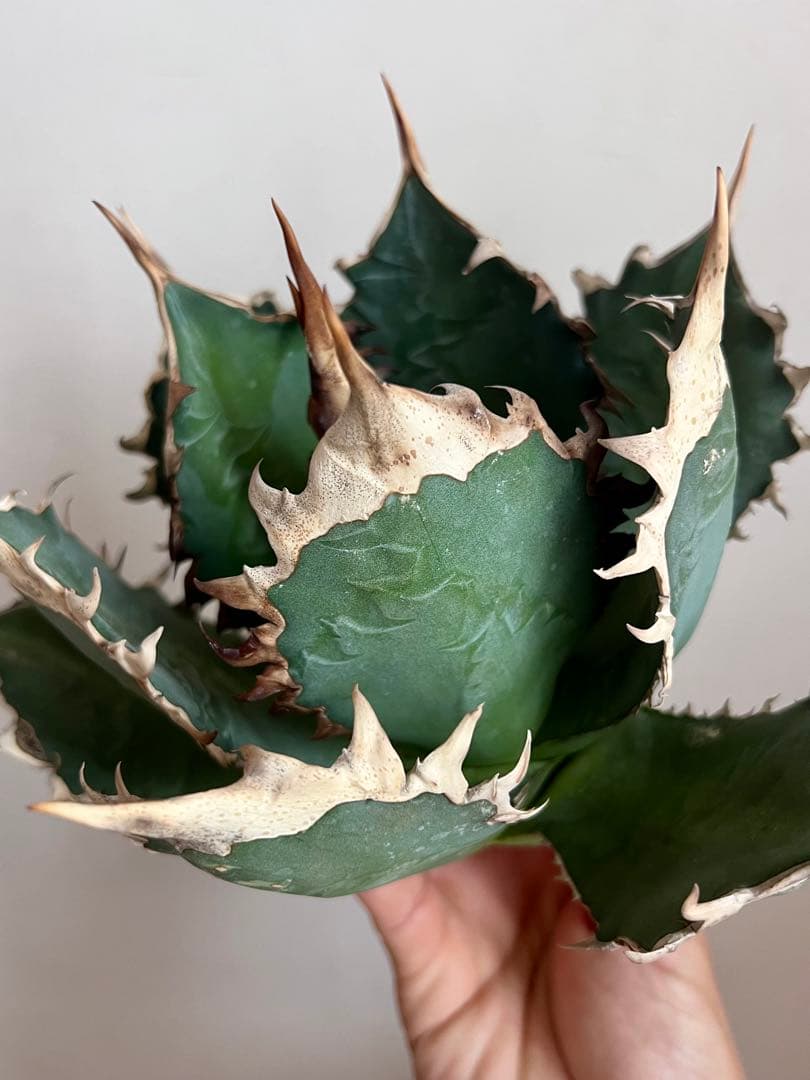 オアハカ オテロイ アガベ 現地球 agave oteroi