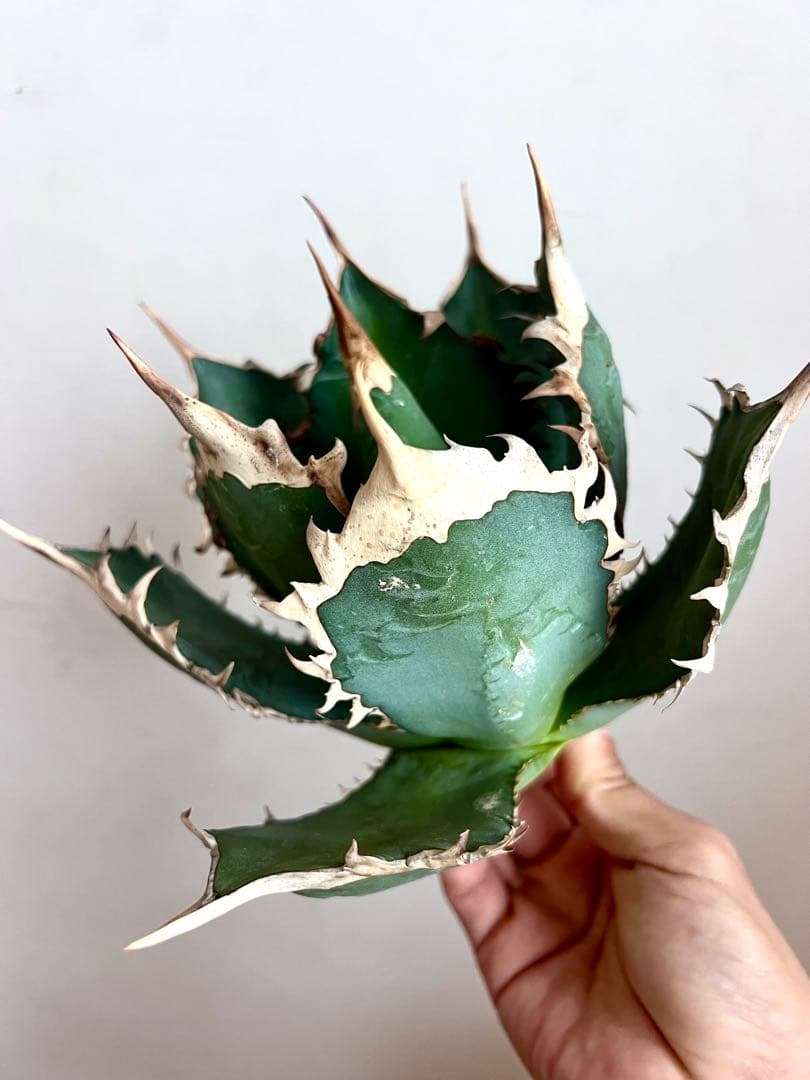 オアハカ オテロイ アガベ 現地球 agave oteroi