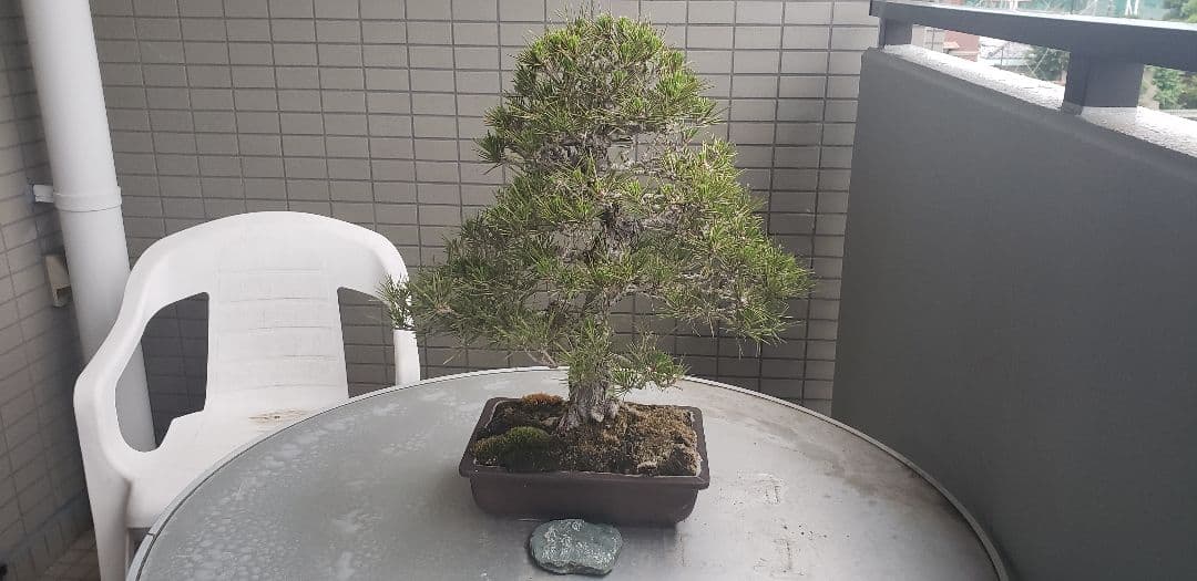 超希少大人気の黒松の60年越えの代物 棚枝も段々になってますが枯れて