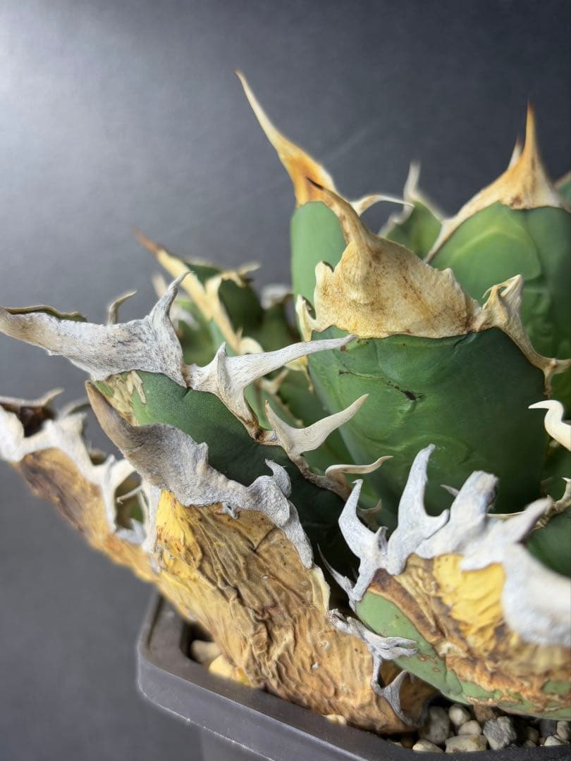 オアハカ ワイルド_カット子株_発根済天芽_現地球子株