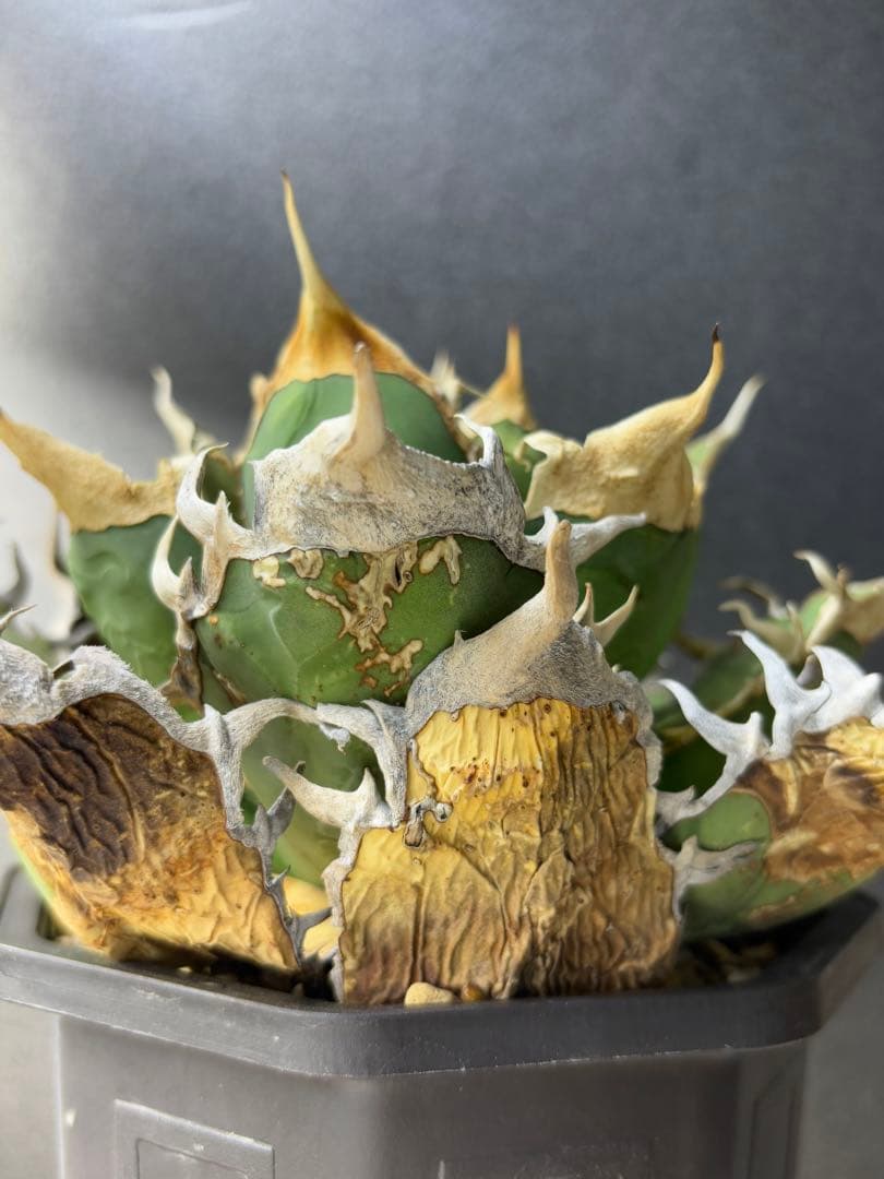 オアハカ ワイルド_カット子株_発根済天芽_現地球子株