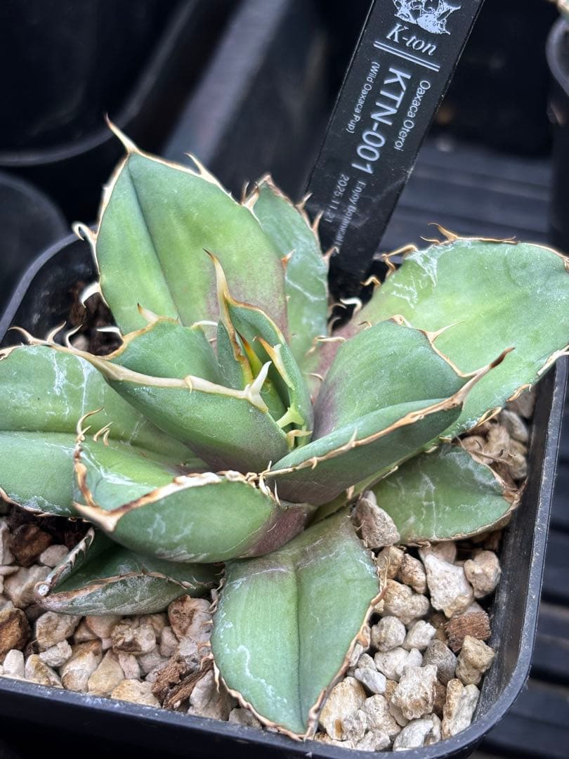 オアハカ ワイルド_カット子株_発根済天芽_現地球子株