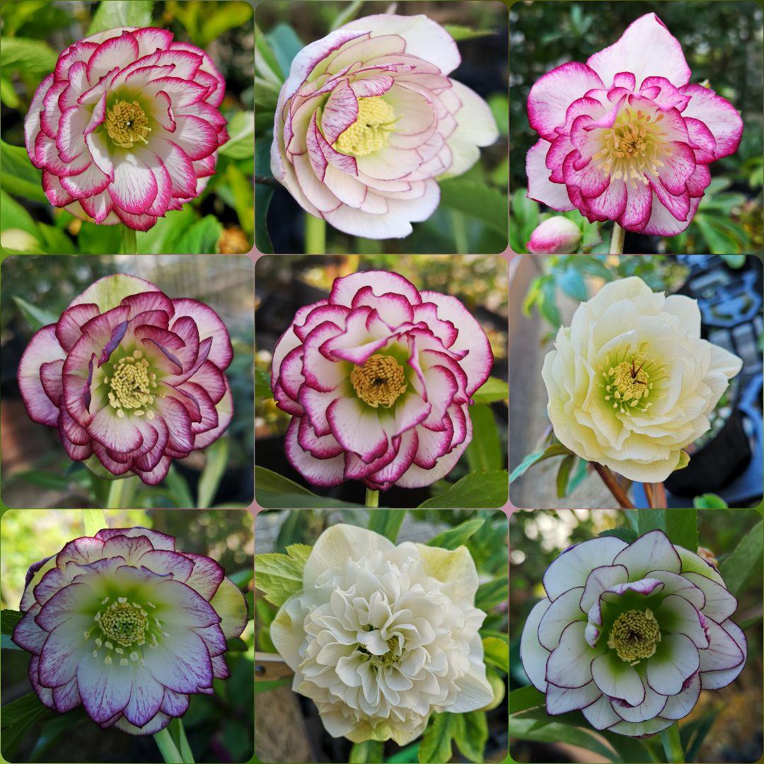 クリスマスローズ 種子10粒 ホワイト系ミックス - メルカリ