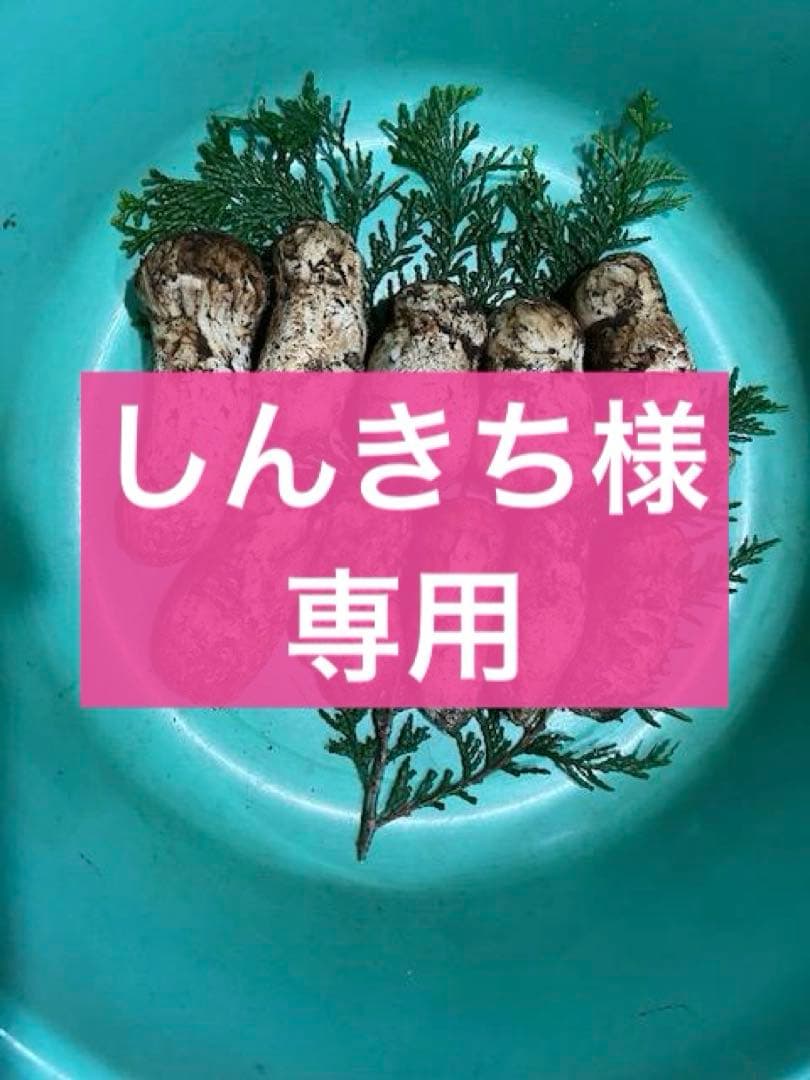 Top【選抜株】 多肉植物 23472ウェルス 105個 プラグトレー苗