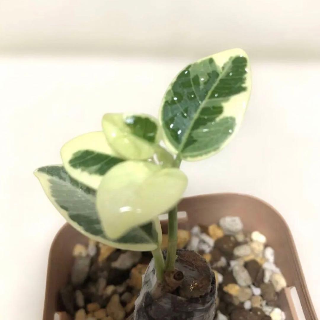 mg.gm 様 専用】パンダ ガジュマル 斑入り 2個セット mg 専用