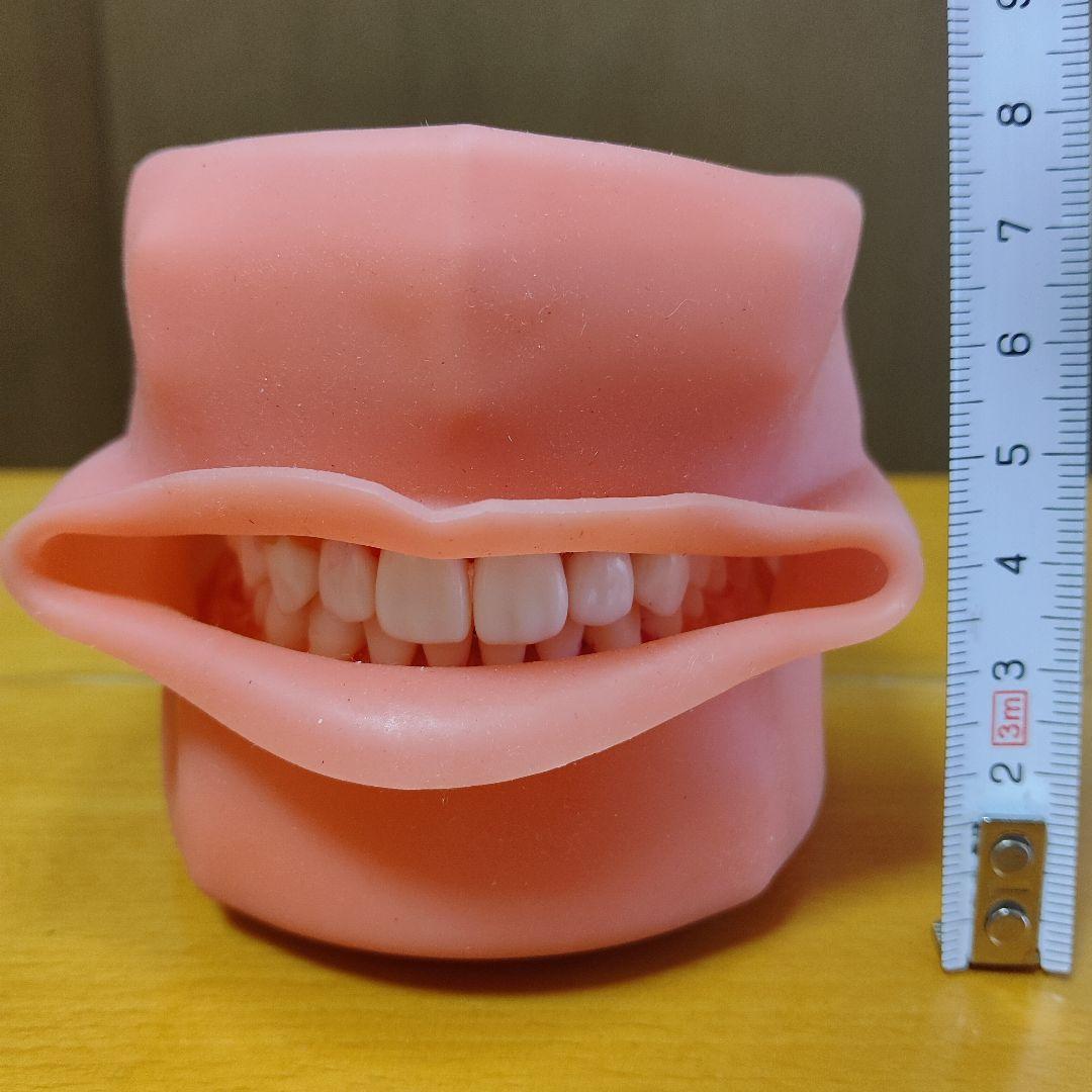 歯の模型/歯科衛生士