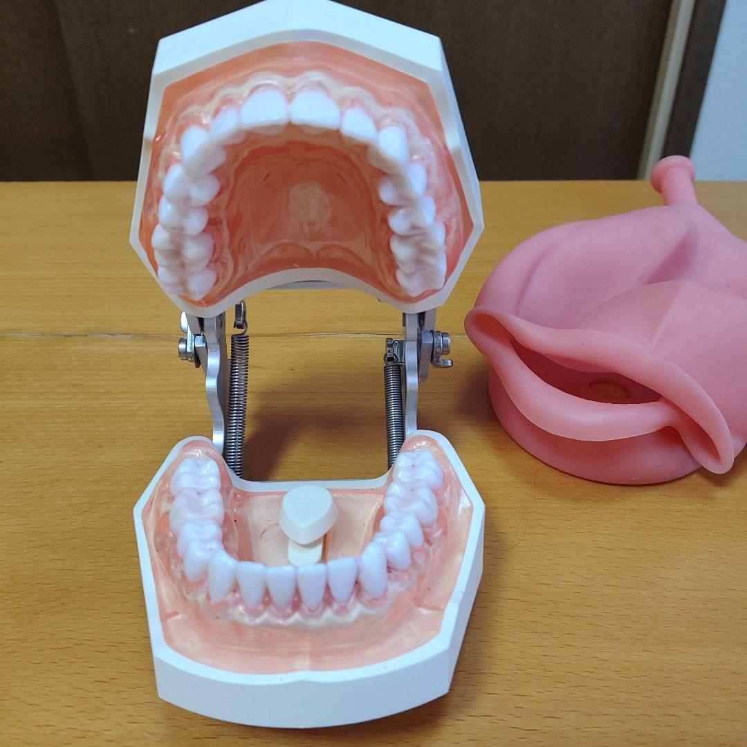 歯の模型/歯科衛生士
