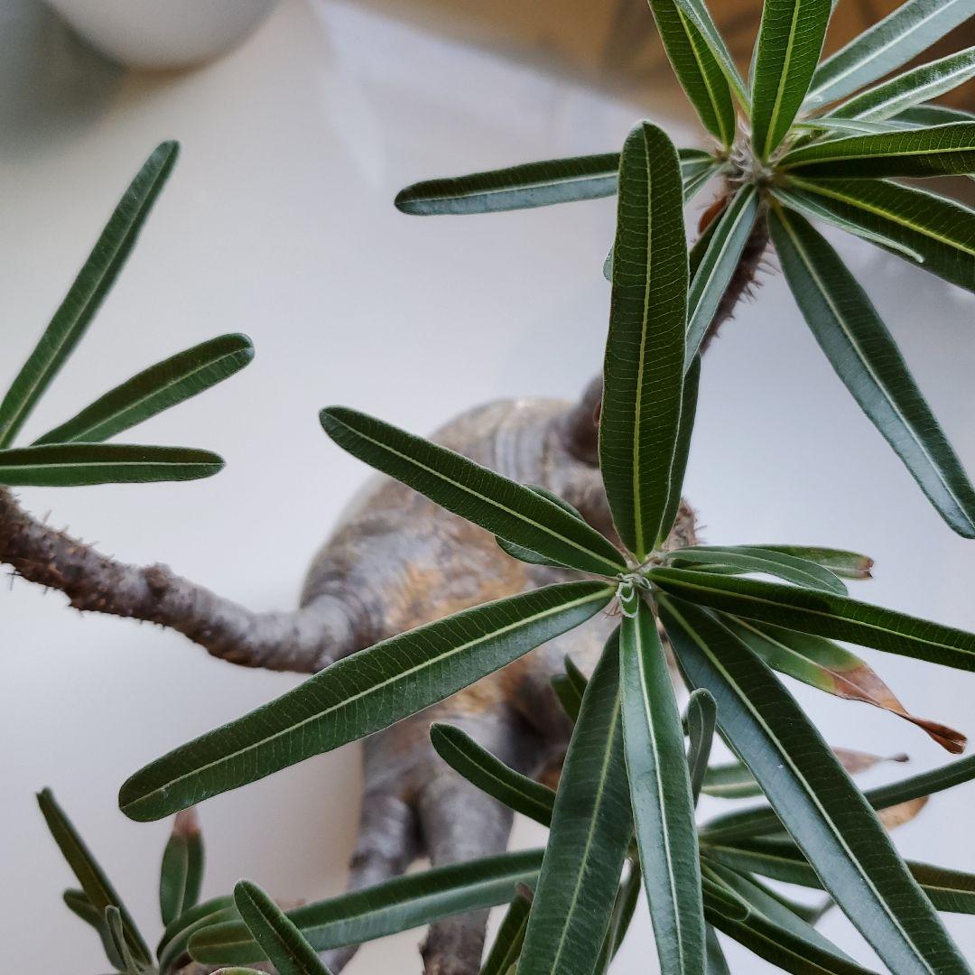 パキボディウム※グラキリス