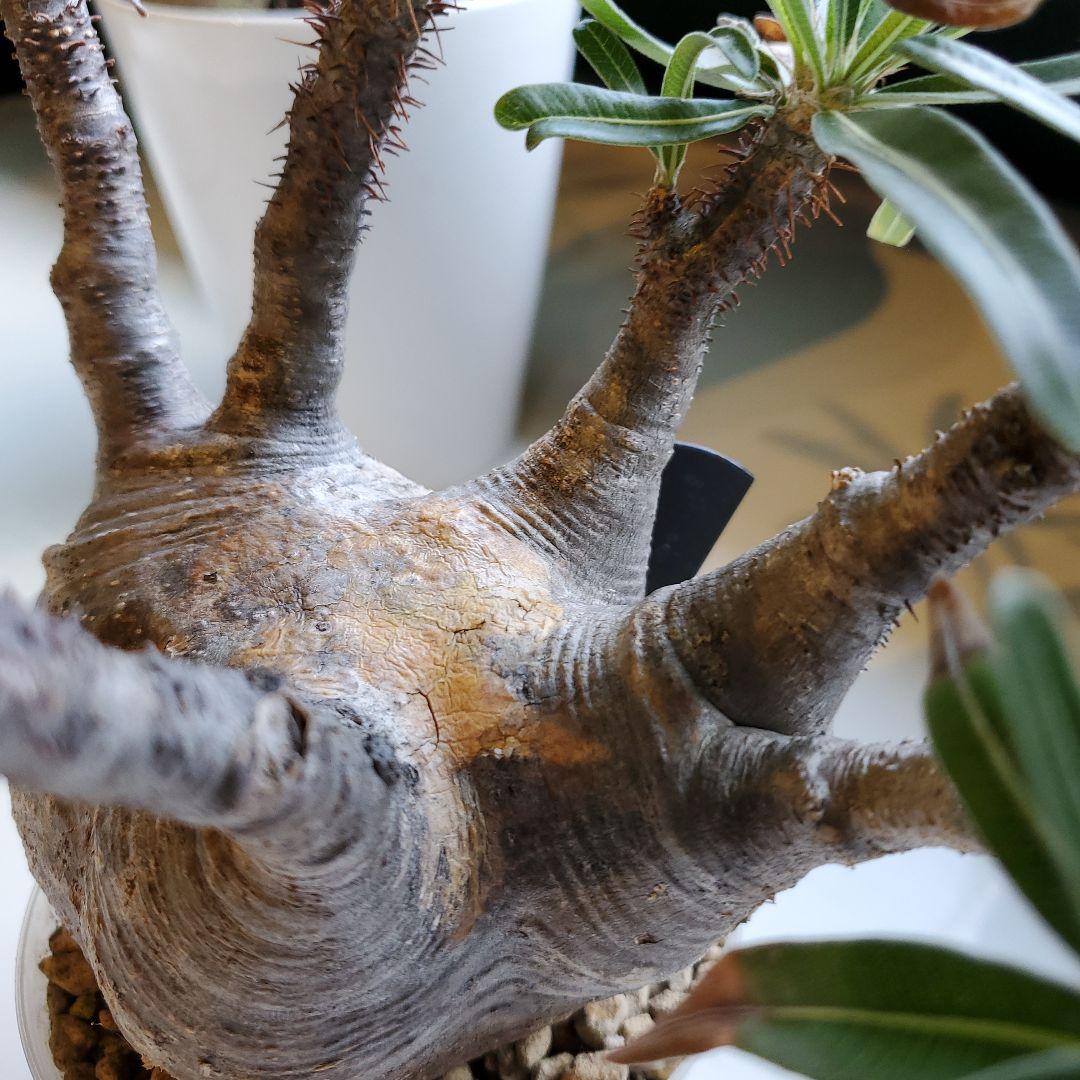 パキボディウム※グラキリス