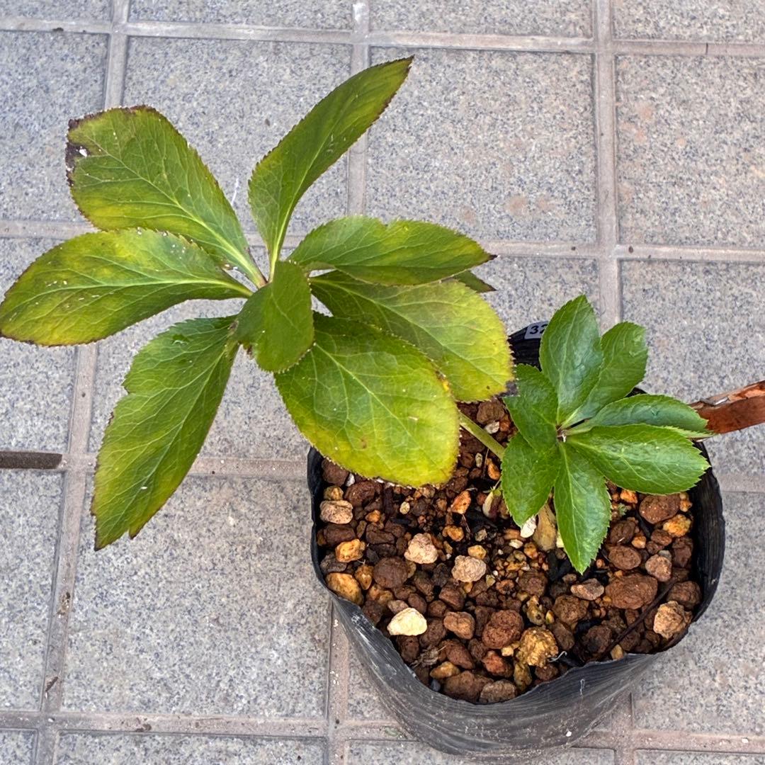 も*子様 ☘️ラスト2☘️開花株❤️根パンパン❤️沢山新芽元気株3274⭐️極上