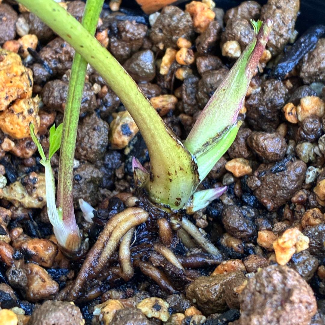 も*子様 ☘️ラスト2☘️開花株❤️根パンパン❤️沢山新芽元気株3274⭐️極上