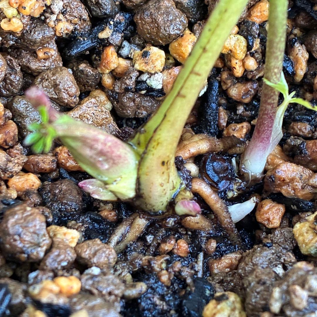 も*子様 ☘️ラスト2☘️開花株❤️根パンパン❤️沢山新芽元気株3274⭐️極上