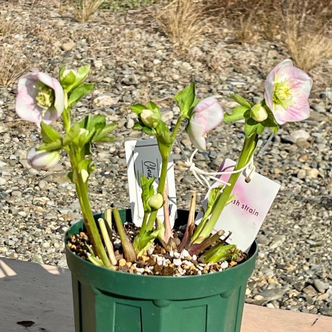 も*子様 ☘️ラスト2☘️開花株❤️根パンパン❤️沢山新芽元気株3274⭐️極上