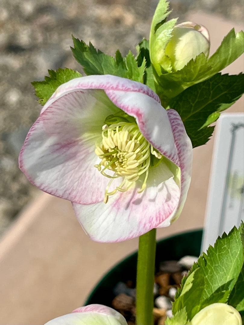 も*子様 ☘️ラスト2☘️開花株❤️根パンパン❤️沢山新芽元気株3274⭐️極上