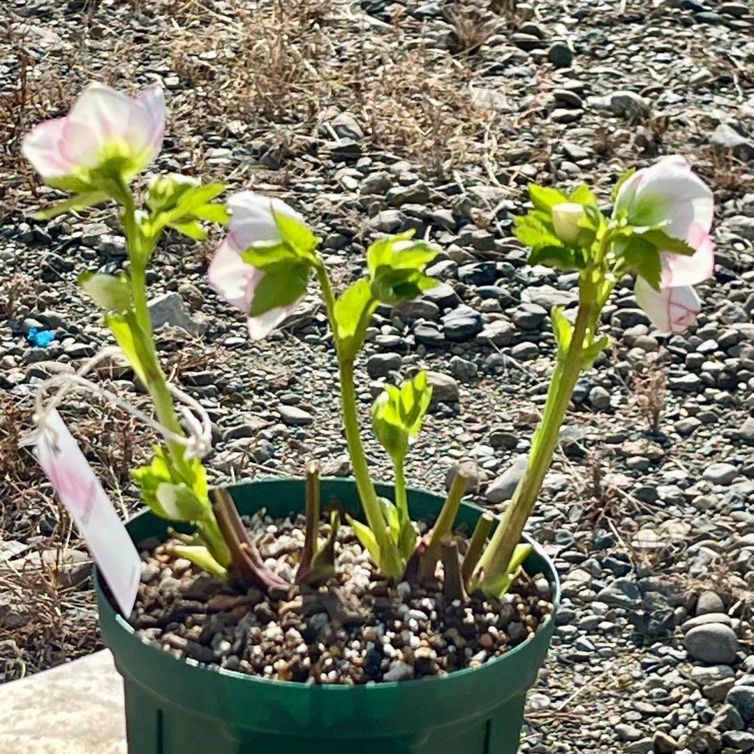 も*子様 ☘️ラスト2☘️開花株❤️根パンパン❤️沢山新芽元気株3274⭐️極上