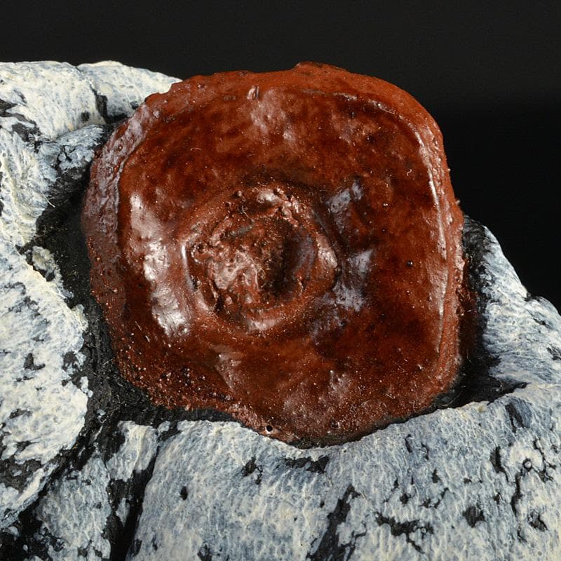 茶道具 乾漆 干柿 香合 時代箱 V 6223 - メルカリ