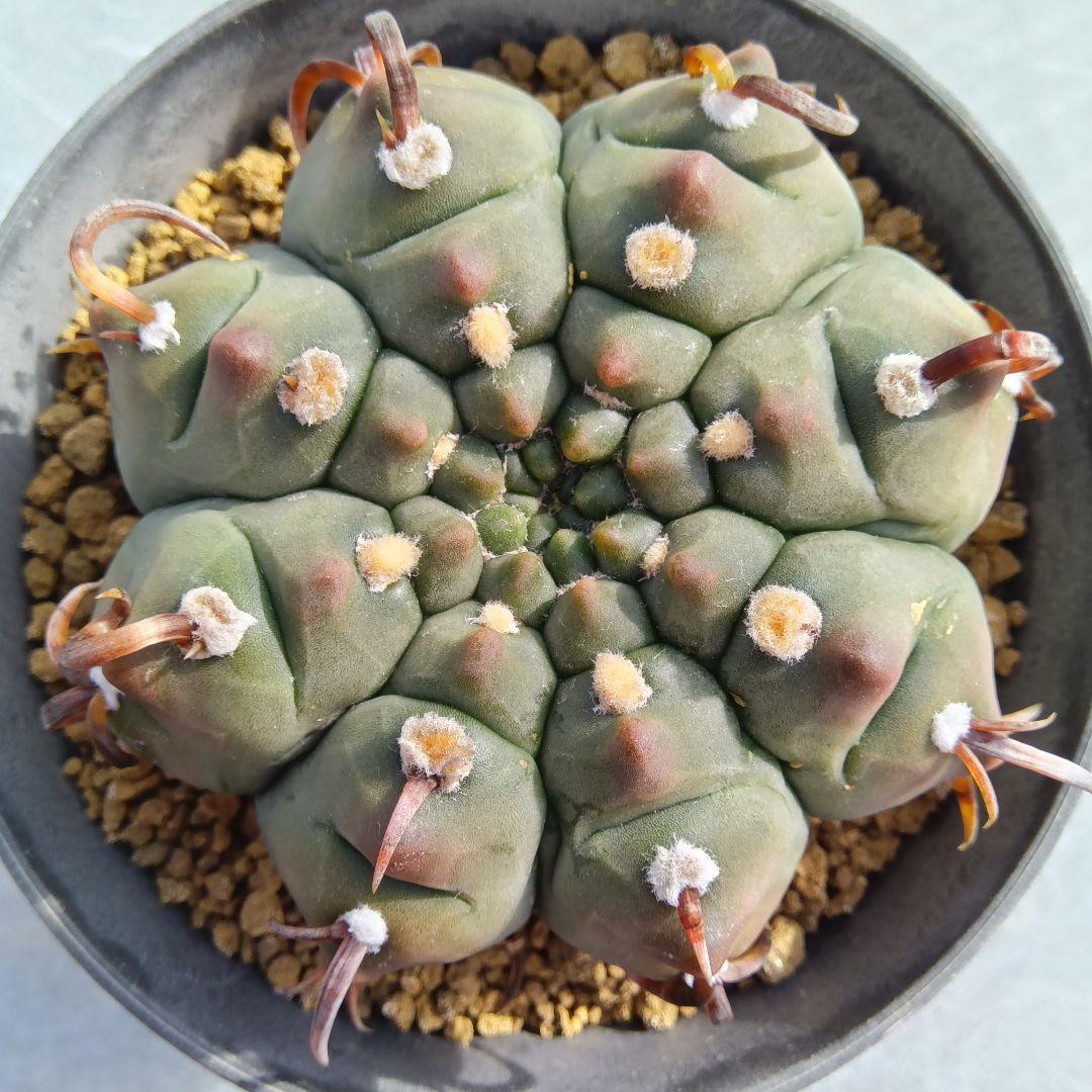 【変刺実生】バッテリー　狂刺　ギムノカリキウム　サボテン（コピアポア　多肉植物）