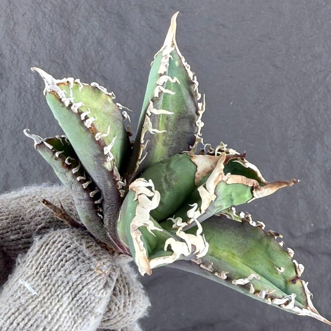 アガベ チタノタ“台湾ゴジラ”】本物保証/白幽霊/極上子株/G-2 - メルカリ