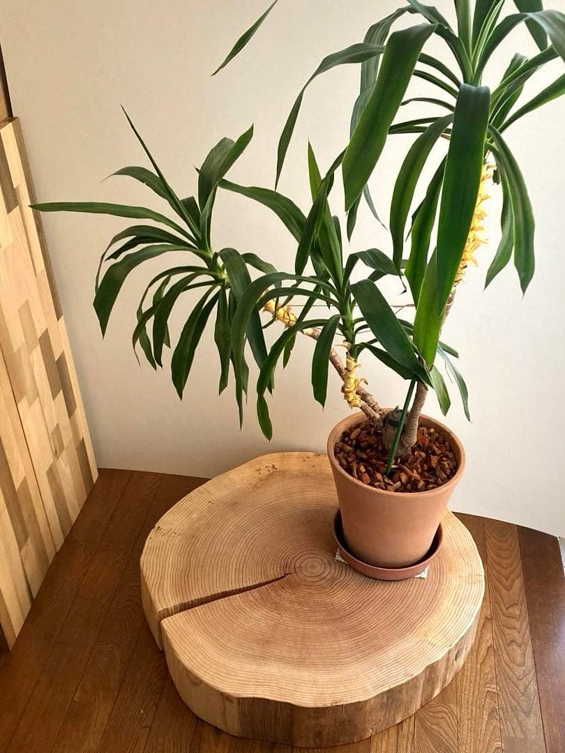 tak様専用】 【特大67cm】 一枚板 ナチュラルウッド ハンドメイド29