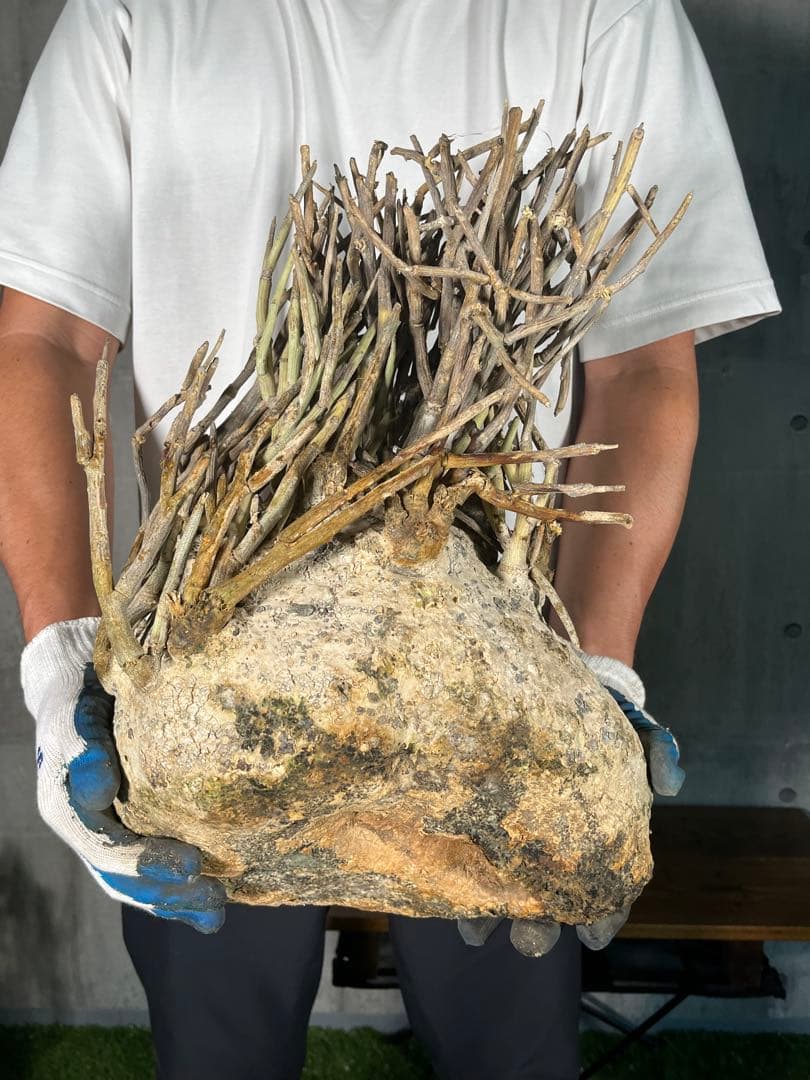 G*L様 24 激レア 超大株 アデニア ペチュエリー 現地球 鮮度抜群