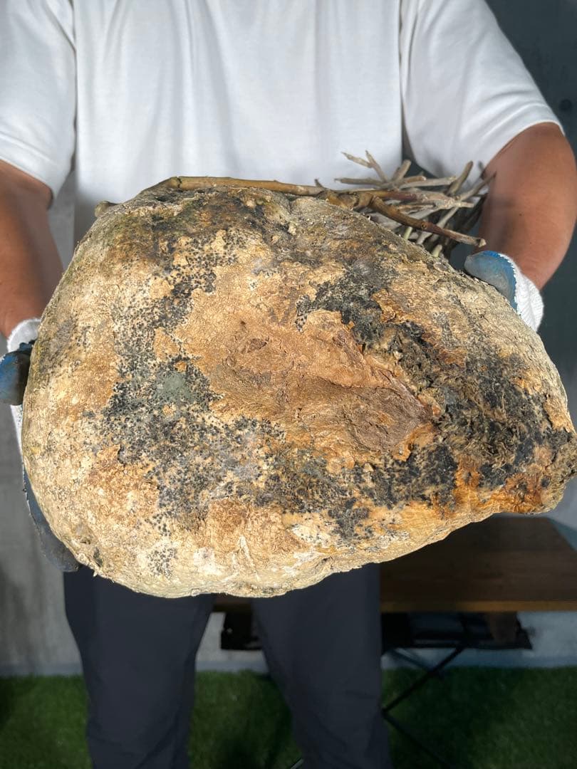 G*L様 24 激レア 超大株 アデニア ペチュエリー 現地球 鮮度抜群