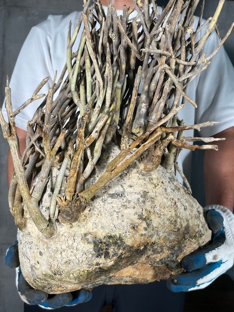 G*L様 24 激レア 超大株 アデニア ペチュエリー 現地球 鮮度抜群