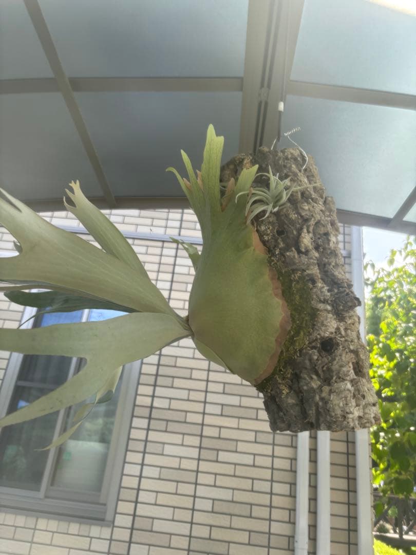 ビカクシダ　ホワイトホーク