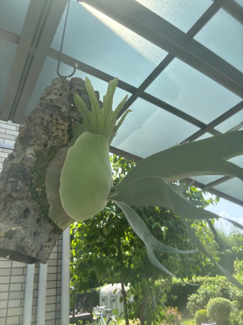 ビカクシダ　ホワイトホーク