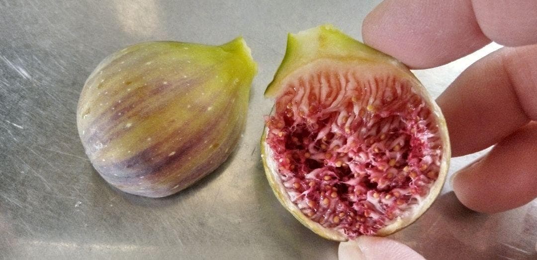 アボカド　いちじくなどの穂木　注文確認用