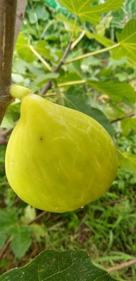 アボカド　いちじくなどの穂木　注文確認用