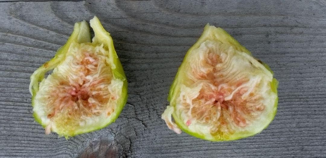 アボカド　いちじくなどの穂木　注文確認用