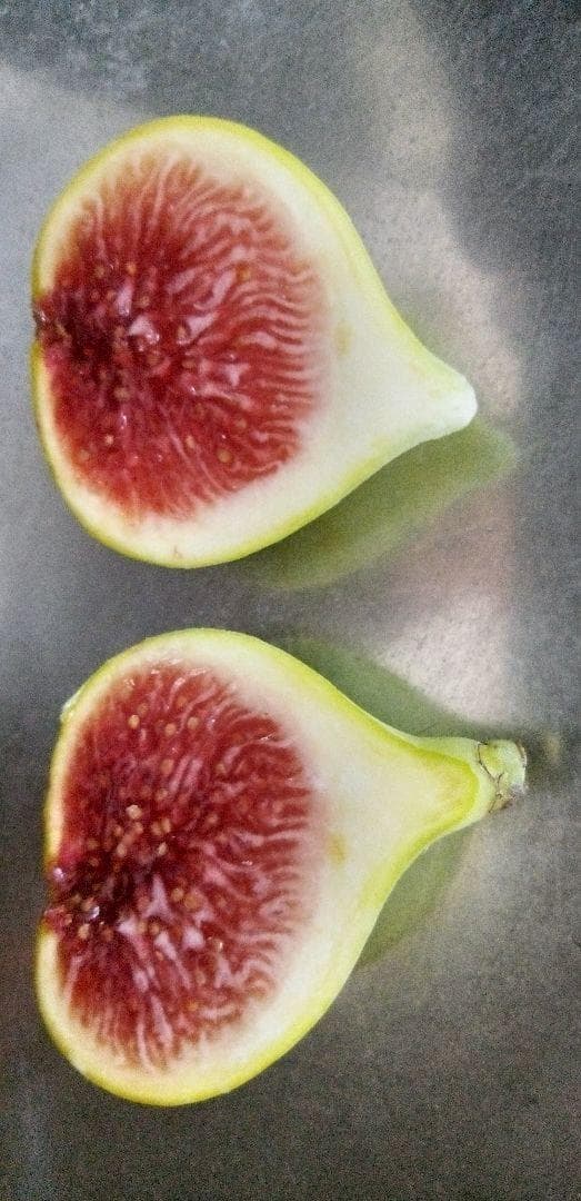 アボカド　いちじくなどの穂木　注文確認用