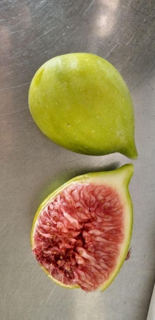 アボカド　いちじくなどの穂木　注文確認用