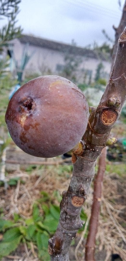 アボカド　いちじくなどの穂木　注文確認用